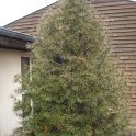 Sciadopitys verticillata1